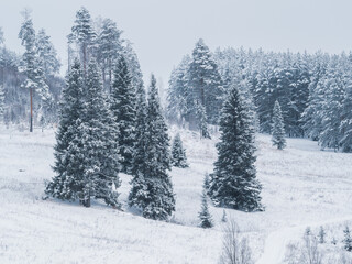 Snow-covered hill with forest at the Stone Hill park on a frosty winter day. Beautiful landscape with conifer forest on snowy cloudy day. Frozen nature in fantastic white forest, Russia