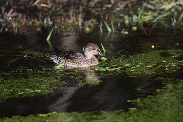 Ducks seeking food in a pond in a natural park in winter.