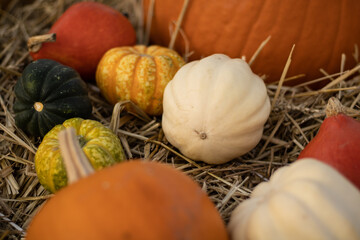 pumpkins and gourds