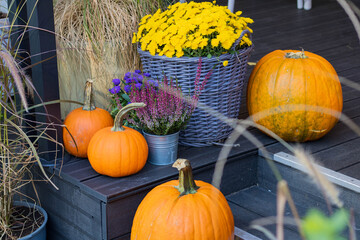 pumpkins and gourds