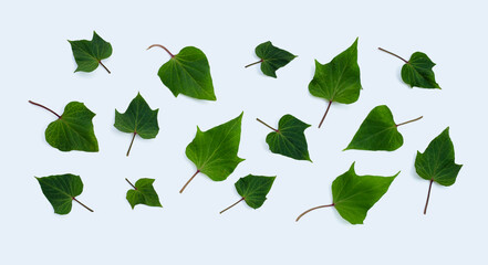 Sweet potato leaves on white