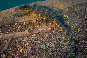 Wild monitor lizard in Lumphini Park, Bangkok, Thailand