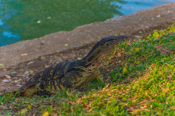 Wild monitor lizard in Lumphini Park, Bangkok, Thailand