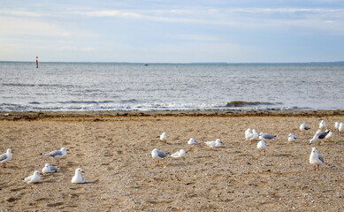seagulls on the beach