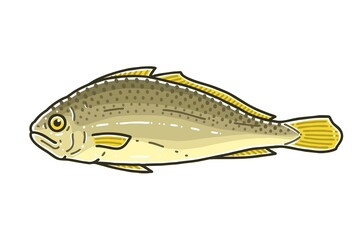Dried yellow corvina(corbina) or yellow croaker. Vector line art illustration.