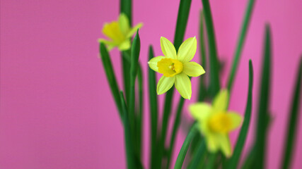 Daffodil macro with pink background, Colorful Happy Easter, copy space