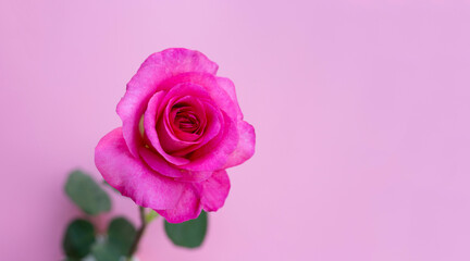 Fototapeta na wymiar Rose on pink background. Valentine's day concept.