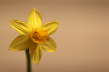 Mini Daffodil Easter Flower Close-Up With Neutral Background, copy space