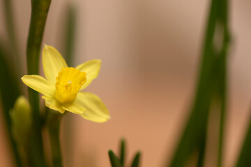 Mini Daffodil Close-Up With Neutral background