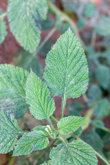 Alacransillo, Indian Heliotrope,flowers on tree in the garden
