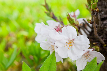国分城山公園の桜のクローズアップ
