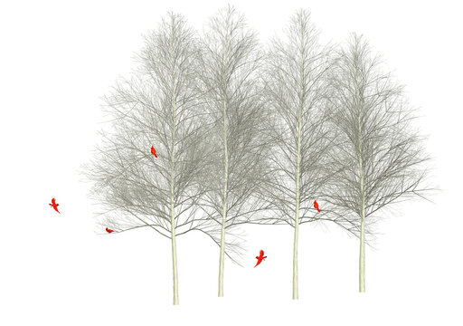 Five bright red cardinal birds gather in winter in the branches of aspen trees in a field of snow.