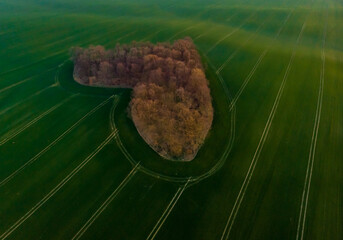 Naklejka premium Aerial drone view to copse of love in heart shape at sunrise