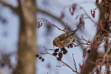 Common Redpoll feeding on the catkins of an alder tree in winter. 