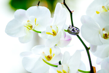 Naklejka na ściany i meble Wedding Rings with white orchid flowers
