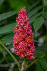 Flowering staghorn sumac