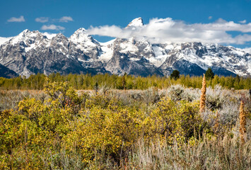 Fototapeta premium Beautiful fall scenic in the Grand Tetons National Park.
