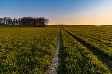 Obraz premium Beautiful sunrise at morning over huge green fields