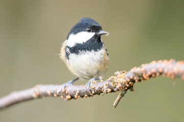 Coal tit (Periparus ater)