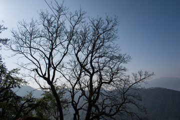 silk cotton tree or bombax ceiba in early morning. himachal pradesh, India