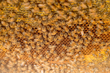 honeycomb full of bees closeup