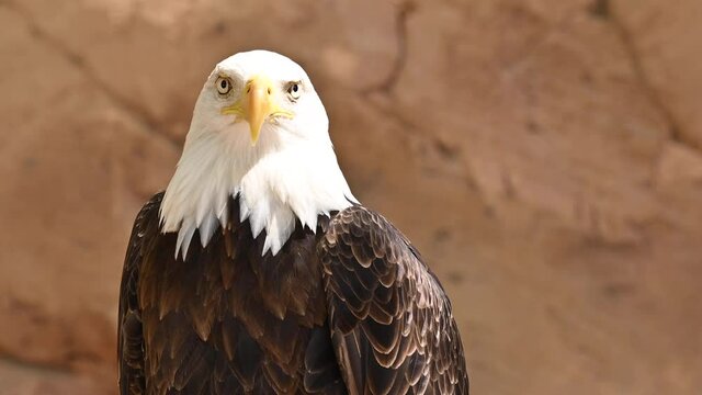Close up on the face of a Bald Eagle in natural environment