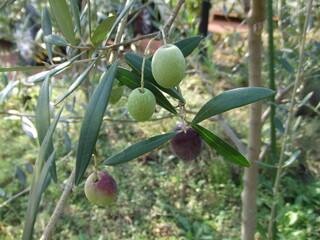 オリーブの実