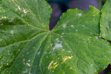 Early symptoms of cucumber powdery mildew on cucumber leaf