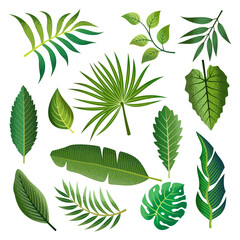 Collection of beautiful tropical leaves isolated on white background.