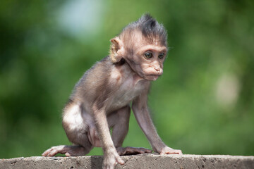 可愛いサル