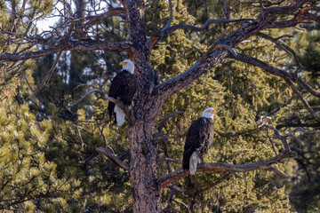 Bald Eagles in Eleven Mile Canyon