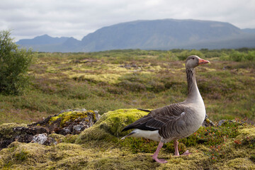 country goose on the grass