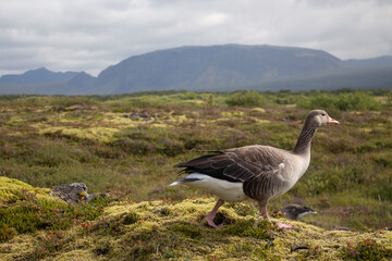 country goose branta canadensis