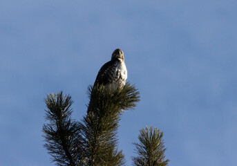 Colorado Red-tailed Hawk