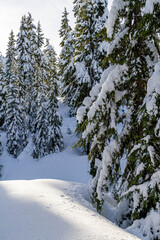 Pine trees covered in a heavy snow in a winter wonderland