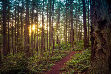A trail in a lush green forest with tall pine trees backlit by the sun.