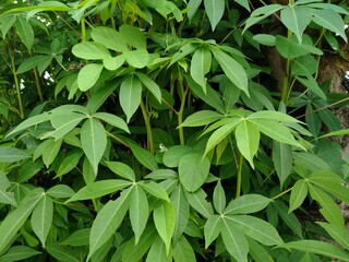 Green plant (Manihot esculenta) behind a growing house