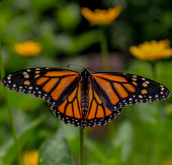 butterfly on a flower
