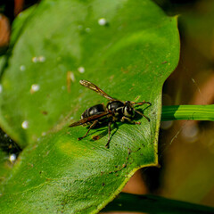 Wasp on leaf