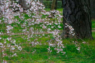 しだれ桜と松の木