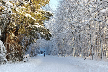Eine Jogger rennt im Winter über eine schneebedeckte Straße mit Bäumen