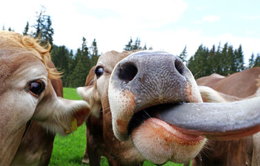 Eine neugierige junge Kuh streckt ihre Zunge heraus