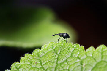 Ein kleiner schwarzer Rüsselkäfer (Curculionidae) sitze auf einem Blatt von einer Stockrose. Langrüsslige Stockrosen-Spitzmäuschen (Rhopalapion longirostre)