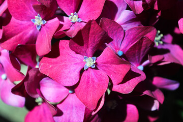 Macro of dark pink hydrangea housplant flowers
