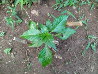 Chili or red chilies are the fruits and plants of the genus Capsicum. The fruit can be classified as a vegetable or a spice