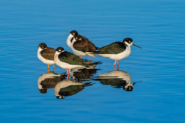 black necked stilt