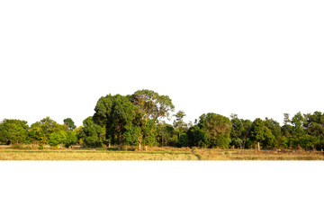 Fototapeta premium View of a High definition Treeline isolated on a white background, Green trees, Forest and foliage in summer.