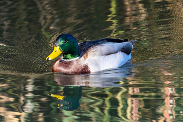 duck on the water