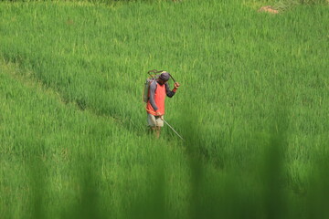 farmers are active in the fields 
