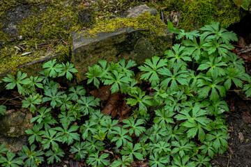 Fototapeta na wymiar ivy on the mossy log